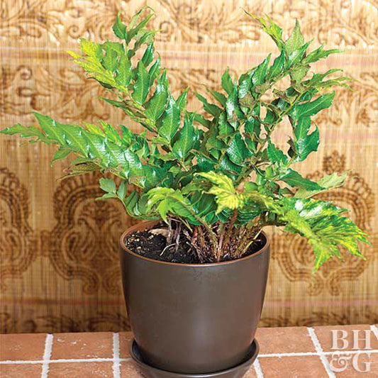 Holly Fern (Cyrtomium falcatum)