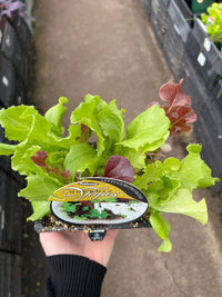 Lettuce 'Bistro Blend' (Pickup Only) - Ladybird Nursery
