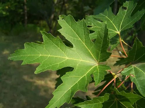 Silver Maple (Acer saccharinum) - Ladybird Nursery