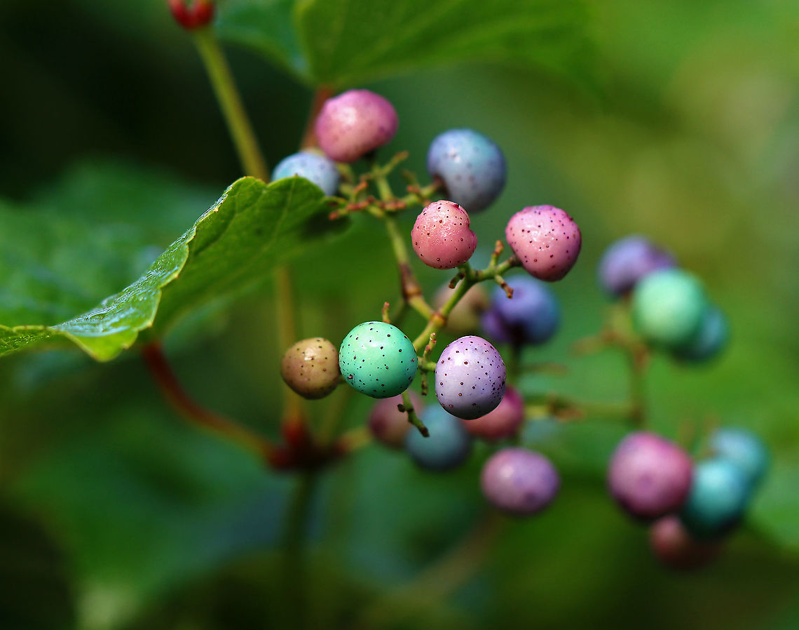 Porcelain Berry var. brevipedunculata (Ampelopsis glandulosa)