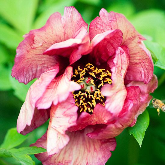 Tree Peony Gauguin (Paeonis suffruiticosa) - Ladybird Nursery