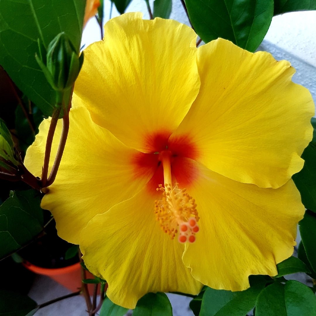 Hibiscus Flamenco™ Adonicus Yellow - Ladybird Nursery