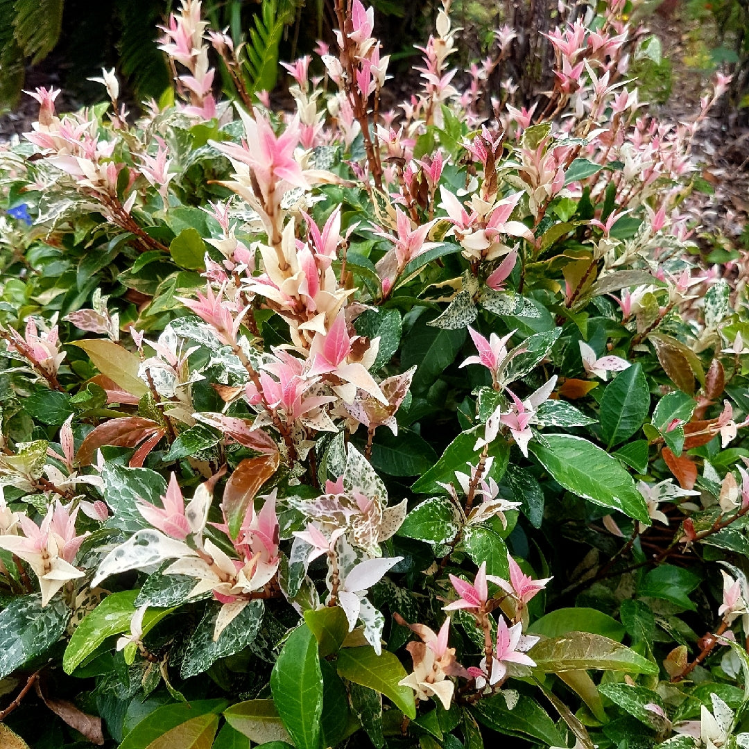 Star Jasmine Tricolor (Trachelospermum jasminoides)