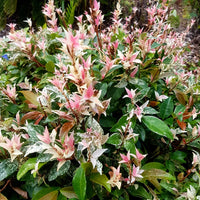Star Jasmine Tricolor (Trachelospermum jasminoides)