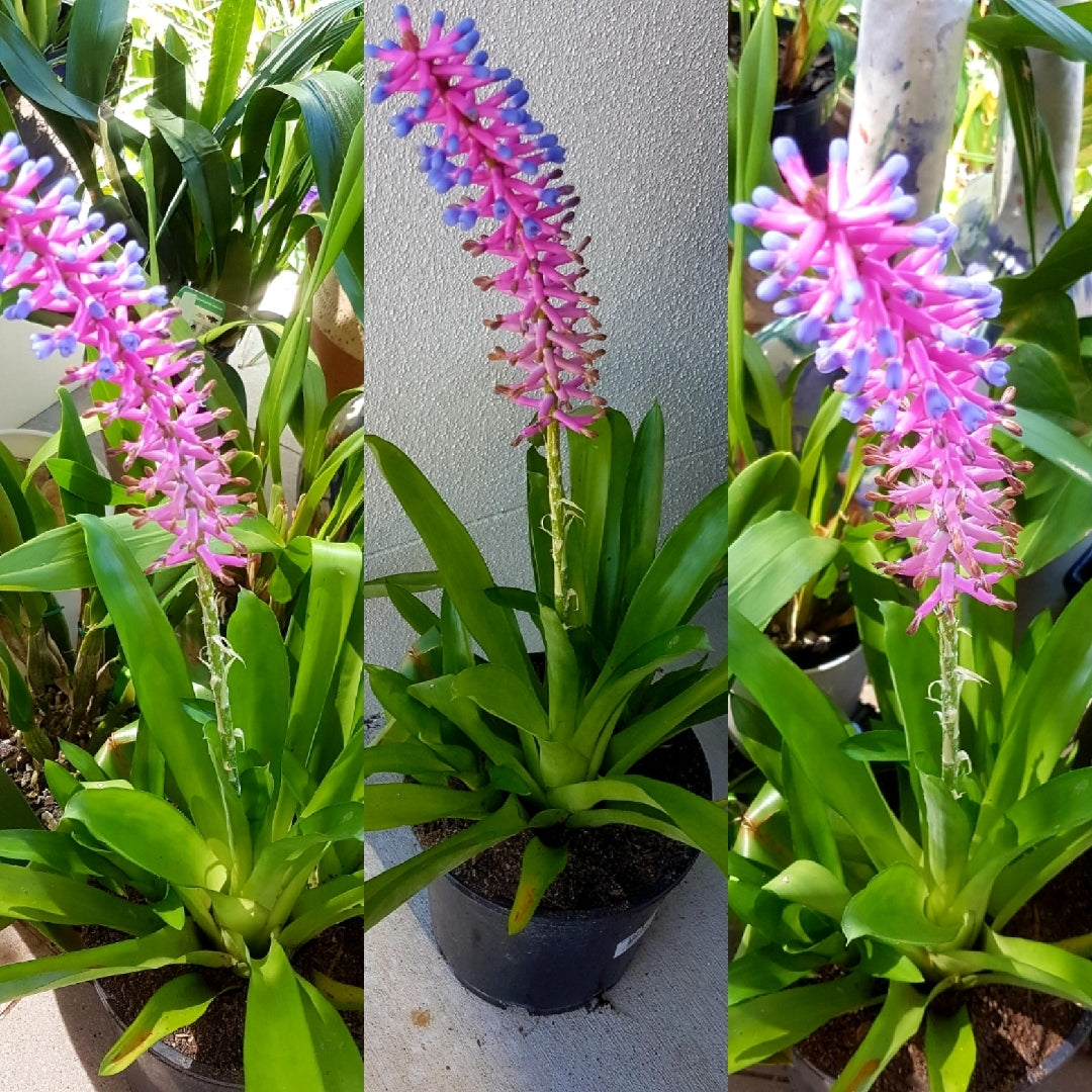 Bromeliad Variegated Matchstick (Aechmea gamosepala)