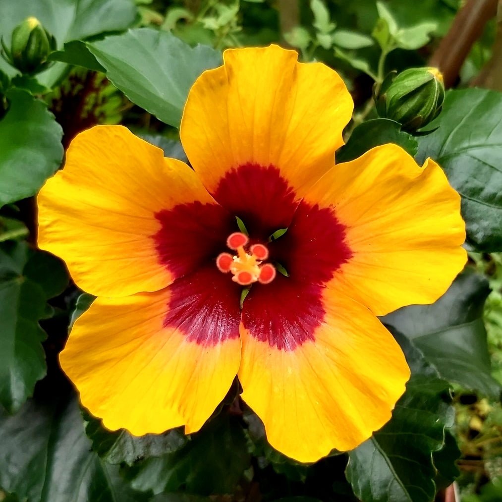 Hibiscus Petite Orange - Ladybird Nursery