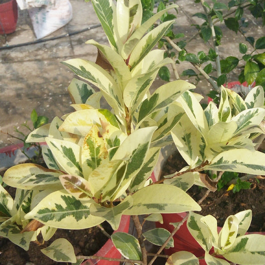 White Lightning Fig (Ficus obliqua)