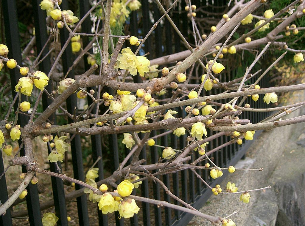 Wintersweet (Chimonanthus praecox) - Ladybird Nursery