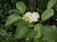 Red Osier Dogwood Sunshine (Cornus sericea)