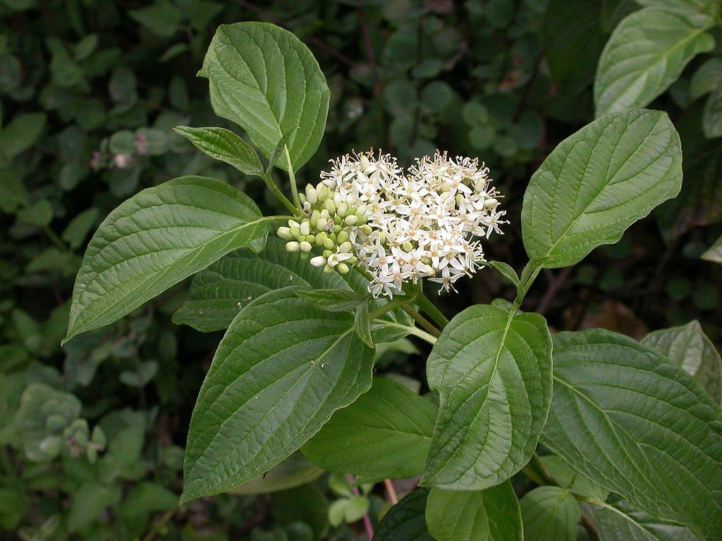 Red Osier Dogwood Sunshine (Cornus sericea) - Ladybird Nursery