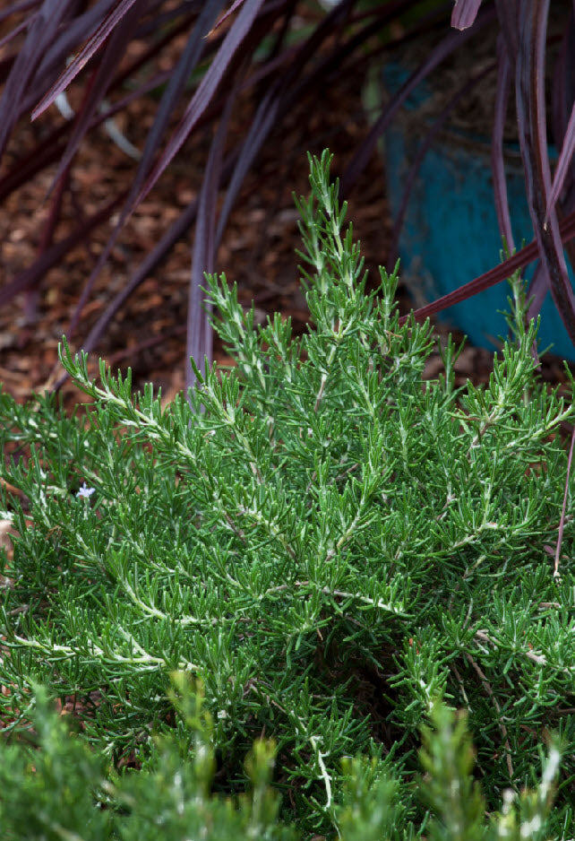 Rosemary Chefs Choice™ (Rosmarinus officinalis)