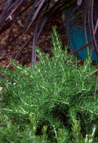 Rosemary Chefs Choice™ (Rosmarinus officinalis)