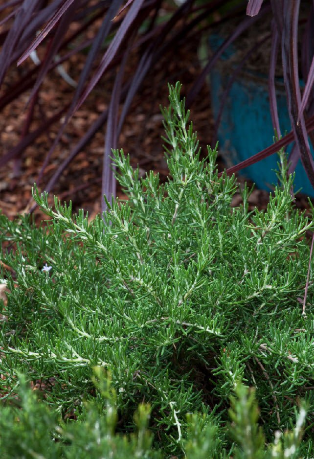 Rosemary Chefs Choice™ (Rosmarinus officinalis) - Ladybird Nursery
