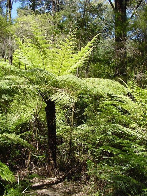 Rough Tree Fern (Cyathea australis) - Ladybird Nursery
