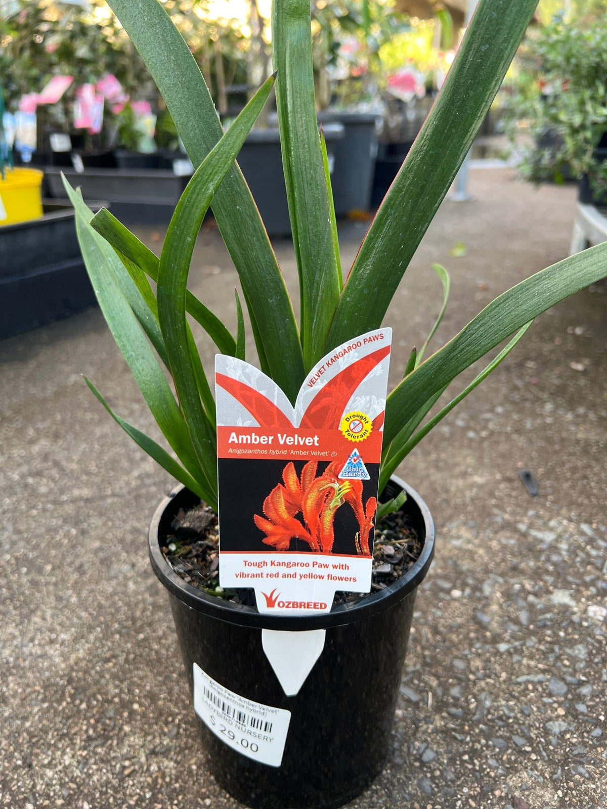 Kangaroo Paw 'Amber Velvet' (Anigozanthos hybrid) - Ladybird Nursery