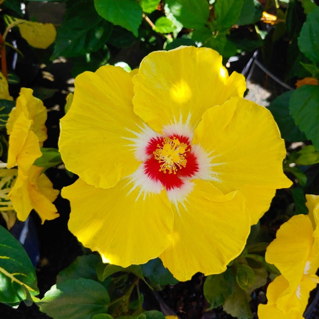 Hibiscus Rio Clara Lemon Delight - Ladybird Nursery
