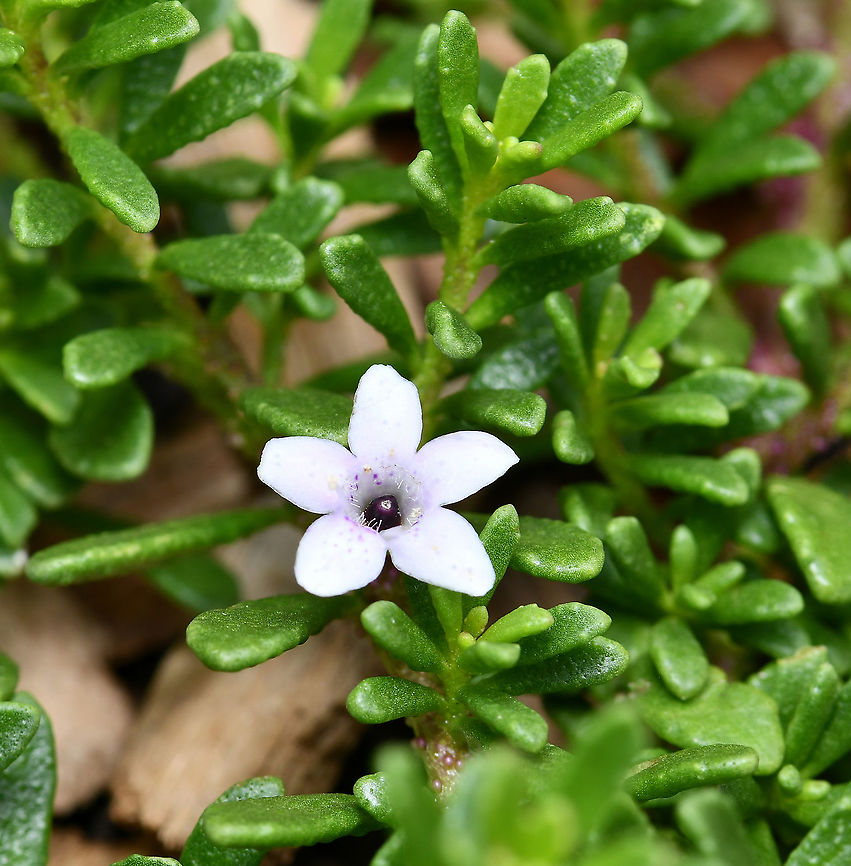 Creeping Boobialla Pink (Myoporum parvifolium) 200mm pots