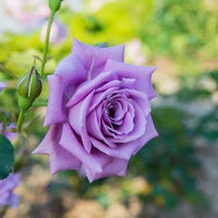 Rose Blue Moon 3 ft Standards (Rosa) - Ladybird Nursery