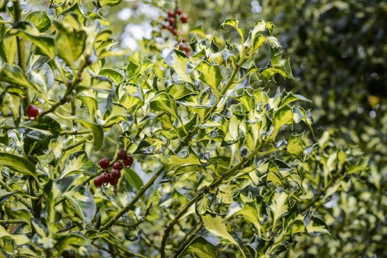 Holly Silver Milkmaid (Ilex aquifolium)