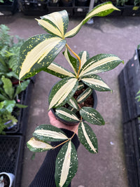 Dracaena ‘Milky Way’ (Dracaena surculosa) - Ladybird Nursery