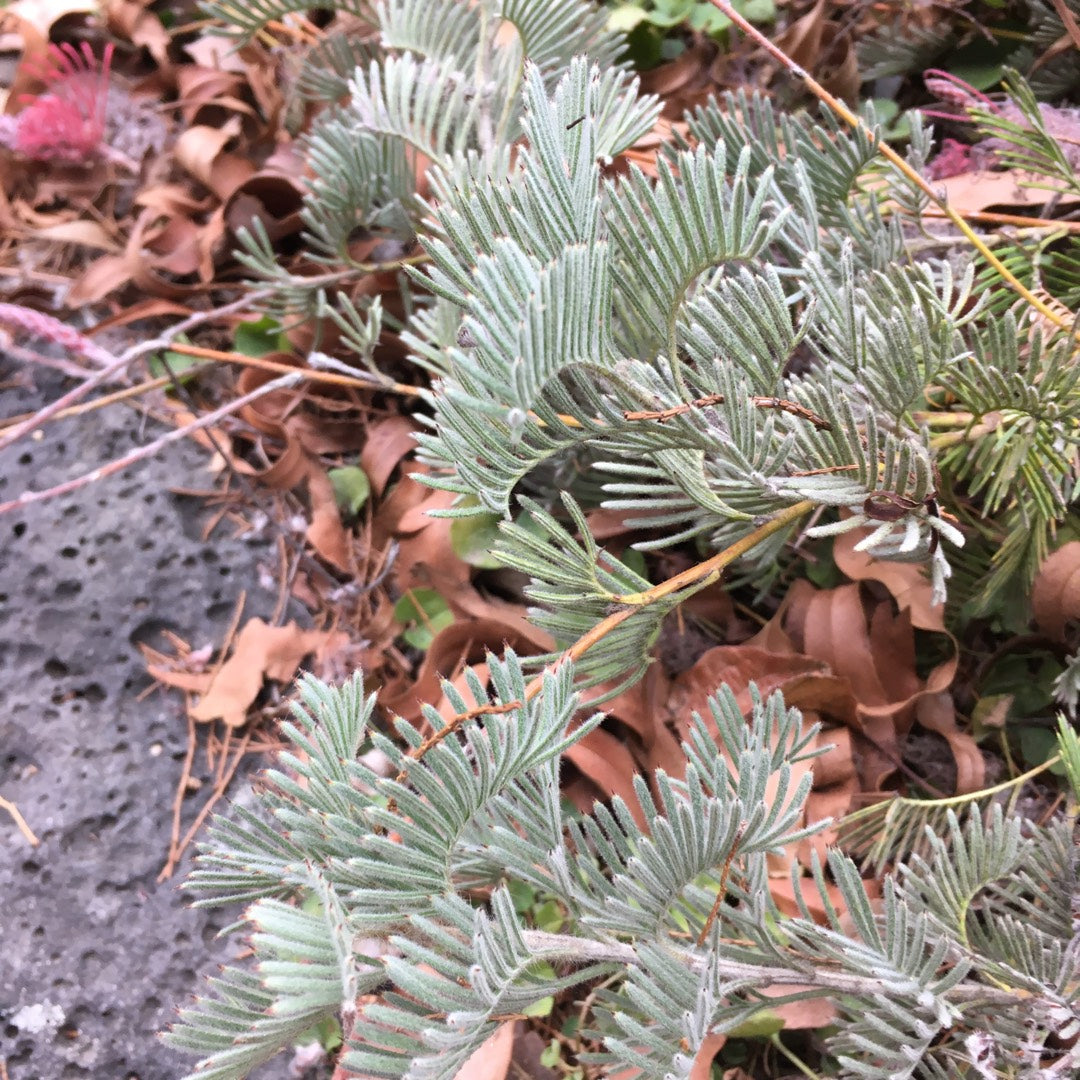 Grevillea Wooly Toothbrush Standards (Grevillea thyrsoides)