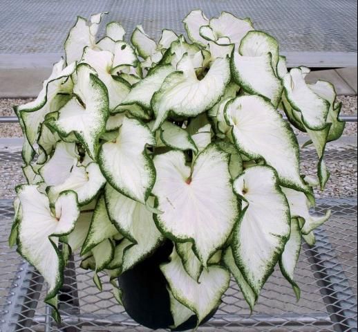 Caladium (Caladium Icicle)