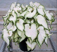 Caladium (Caladium Icicle) - Ladybird Nursery