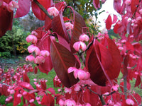 Red Wine Euonymus (Euonymus grandiflorus) - Ladybird Nursery