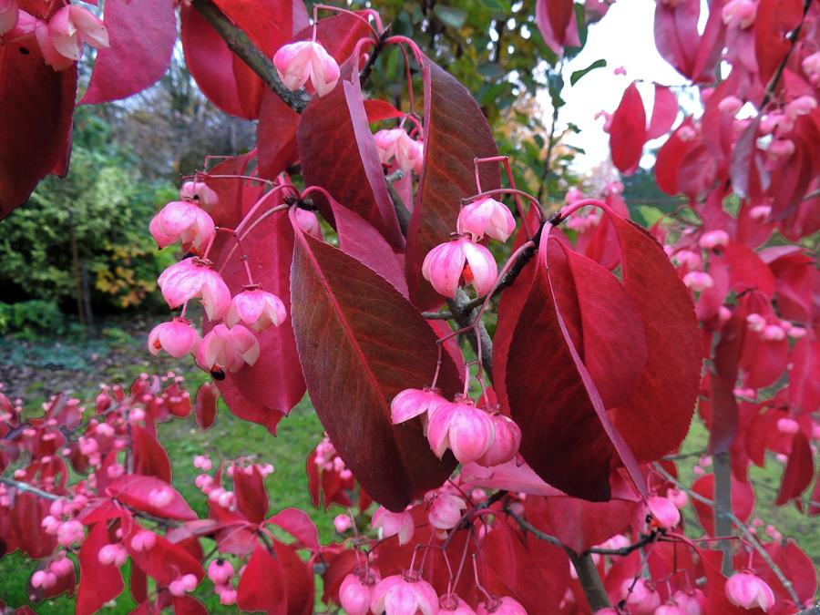 Red Wine Euonymus (Euonymus grandiflorus) - Ladybird Nursery