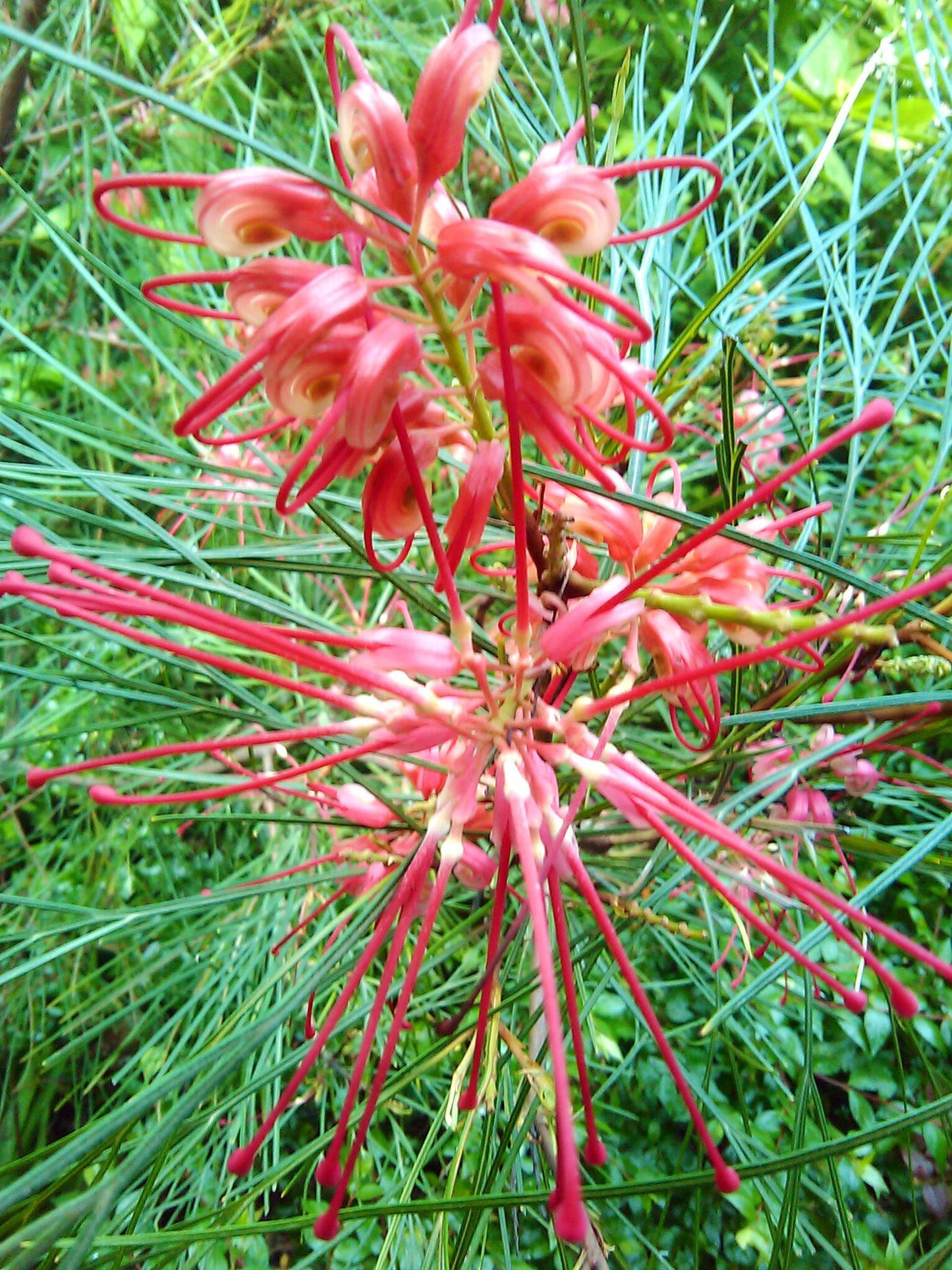 Grevillea Cherry Pie