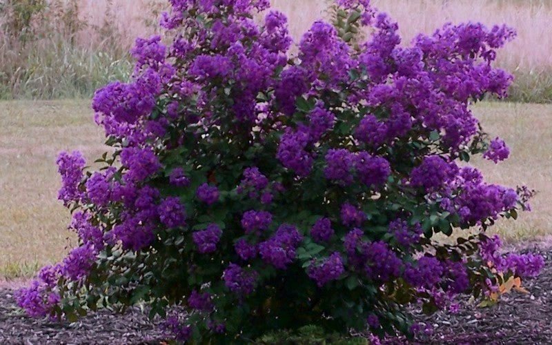 Crepe Myrtle Dwarf Mauve (Lagerstroemia indica) - Ladybird Nursery