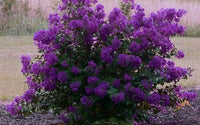 Crepe Myrtle Dwarf Mauve (Lagerstroemia indica) - Ladybird Nursery