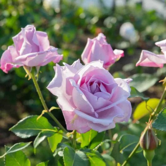 Rose Blue Moon 2 ft Standards (Rosa) - Ladybird Nursery