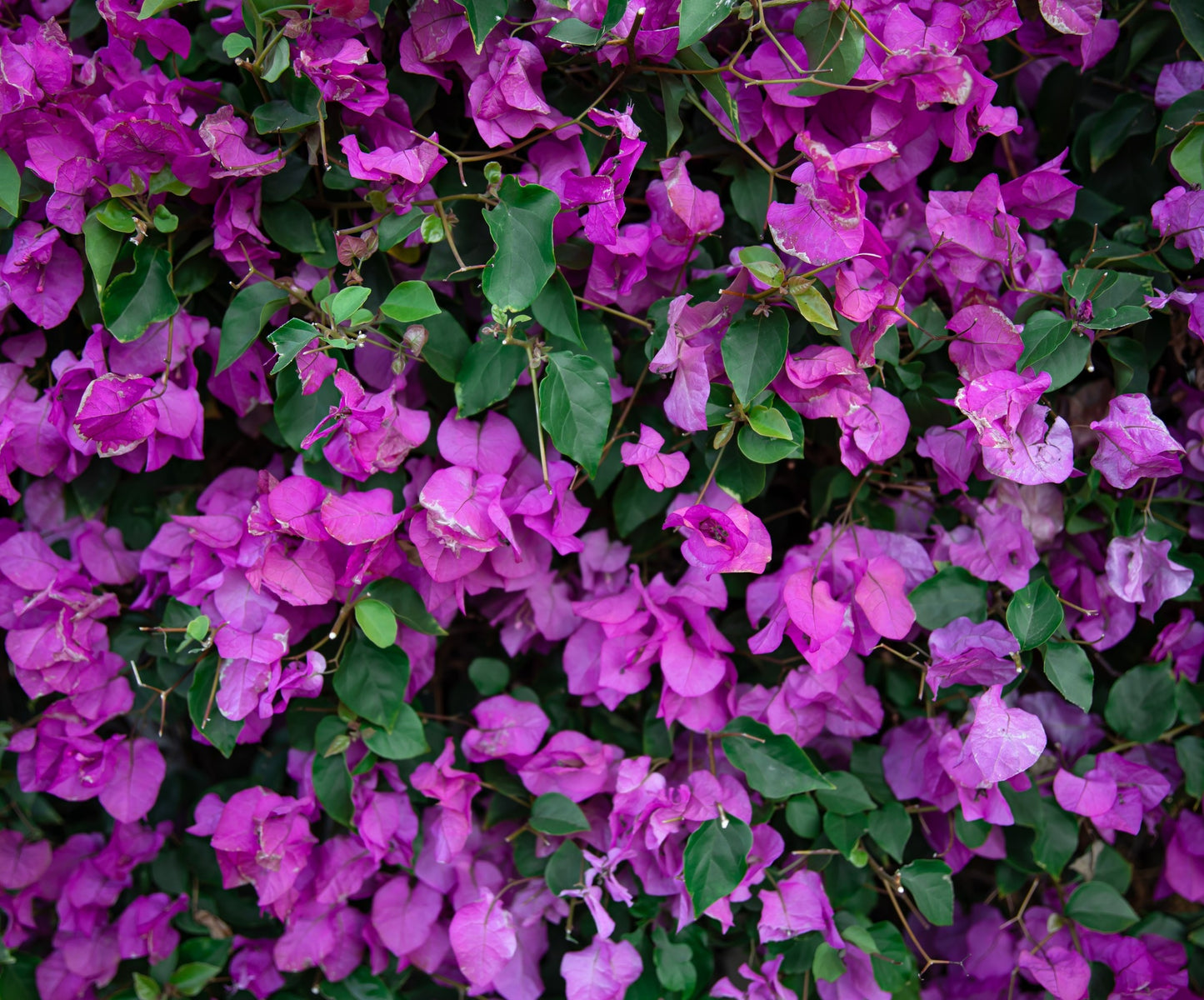 Bougainvillea Evita (Bougainvillea glabra)
