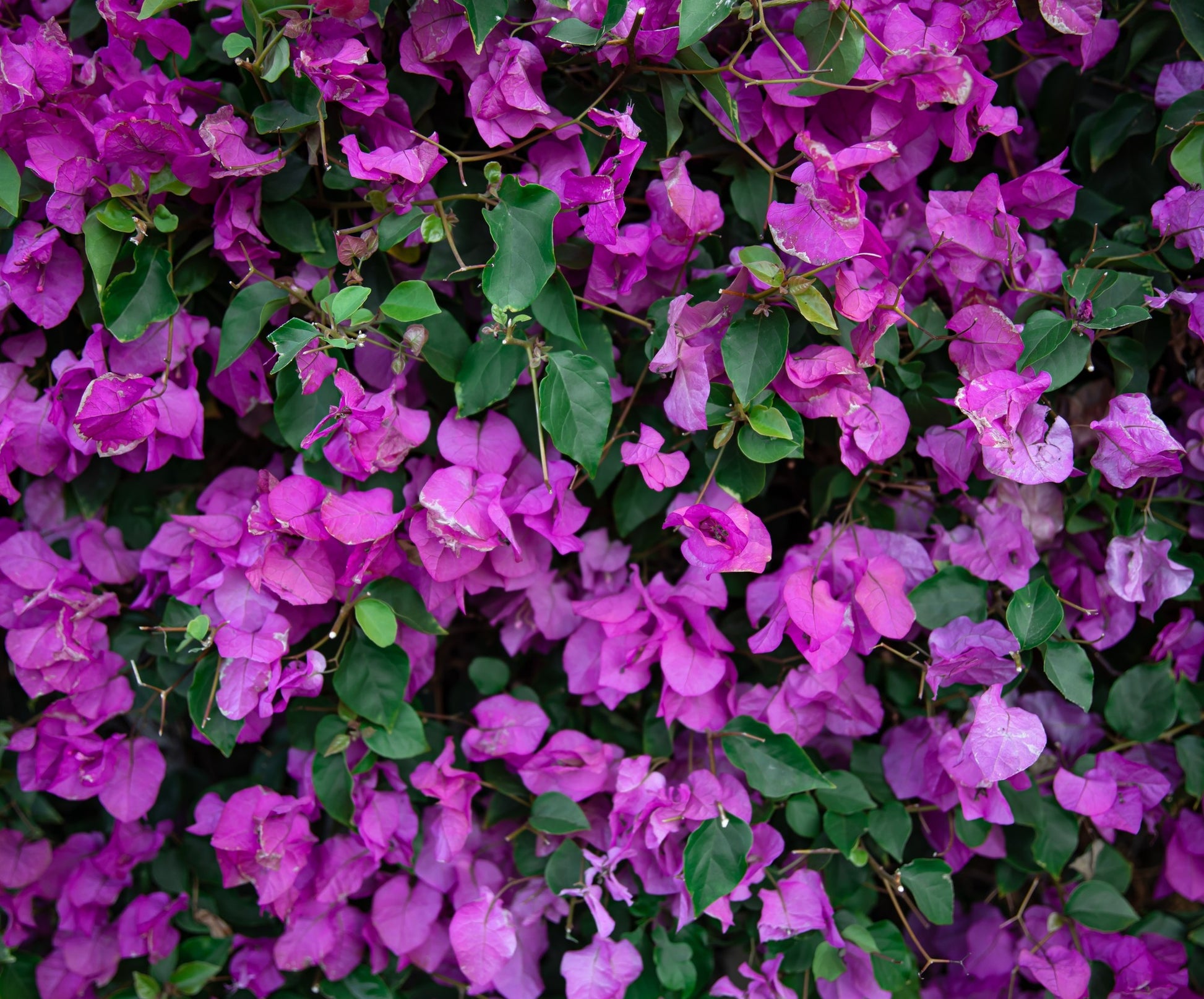 Bougainvillea Evita (Bougainvillea glabra)