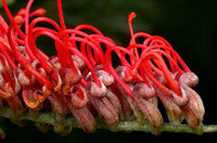 Grevillea Scarlet King Standards
