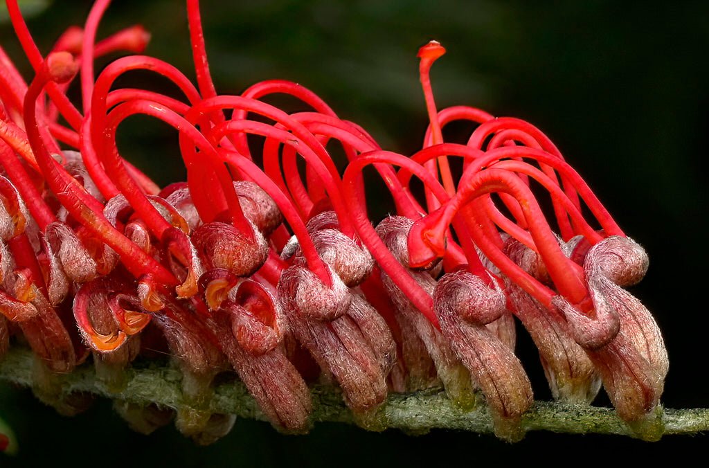 Grevillea Scarlet King Standards - Ladybird Nursery