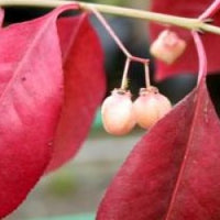 Red Wine Euonymus (Euonymus grandiflorus)