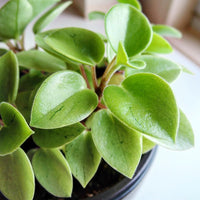 Peperomia Lime Green (Peperomia)