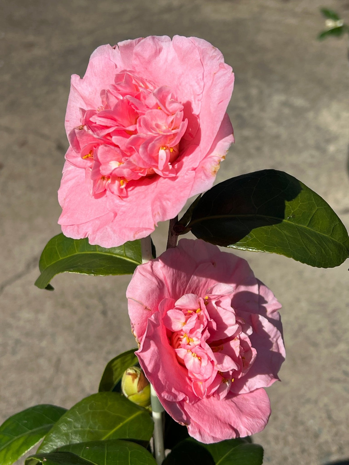 Camellia Ardoch - Large - Ladybird Nursery