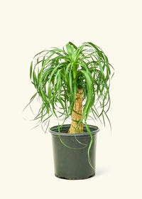 Ponytail Palm (Beaucarnea recurvata) - Ladybird Nursery