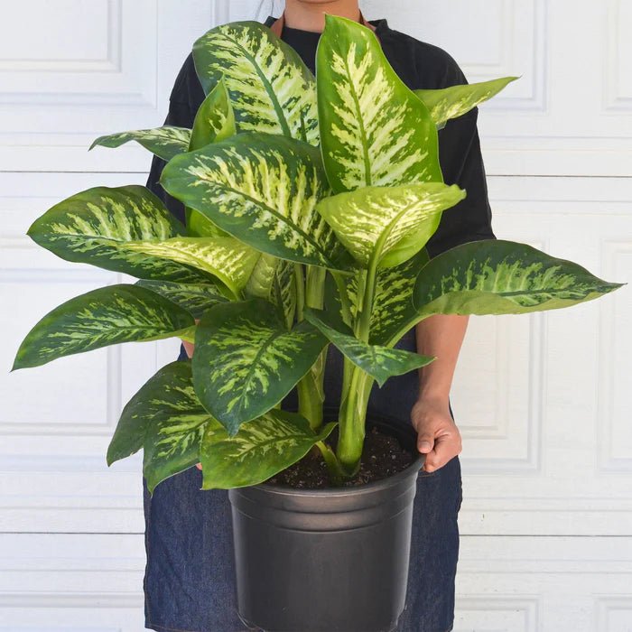 Dieffenbachia 'Tropic Snow' - Ladybird Nursery
