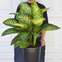 Dieffenbachia Tropic Snow