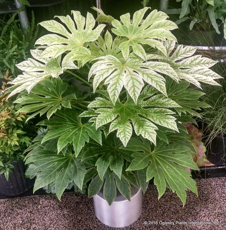 Spiders Web Aralia (Fatsia japonica)