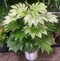 Spiders Web Aralia (Fatsia japonica) - Ladybird Nursery