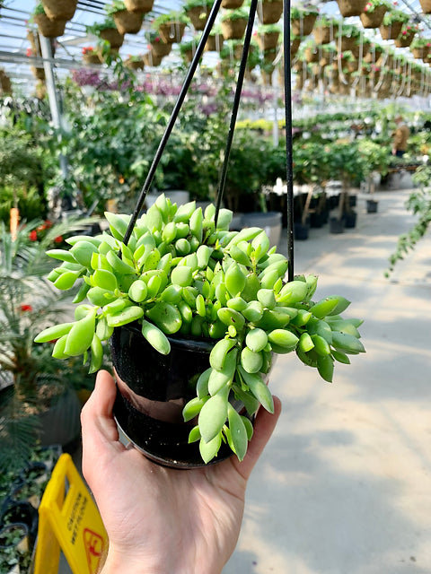 Hanging Baskets (Cotyledon pendens)
