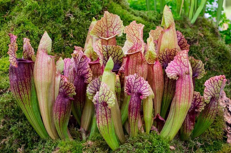 Pitcher Plant (Sarracenia)