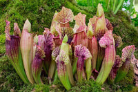 Pitcher Plant (Sarracenia)