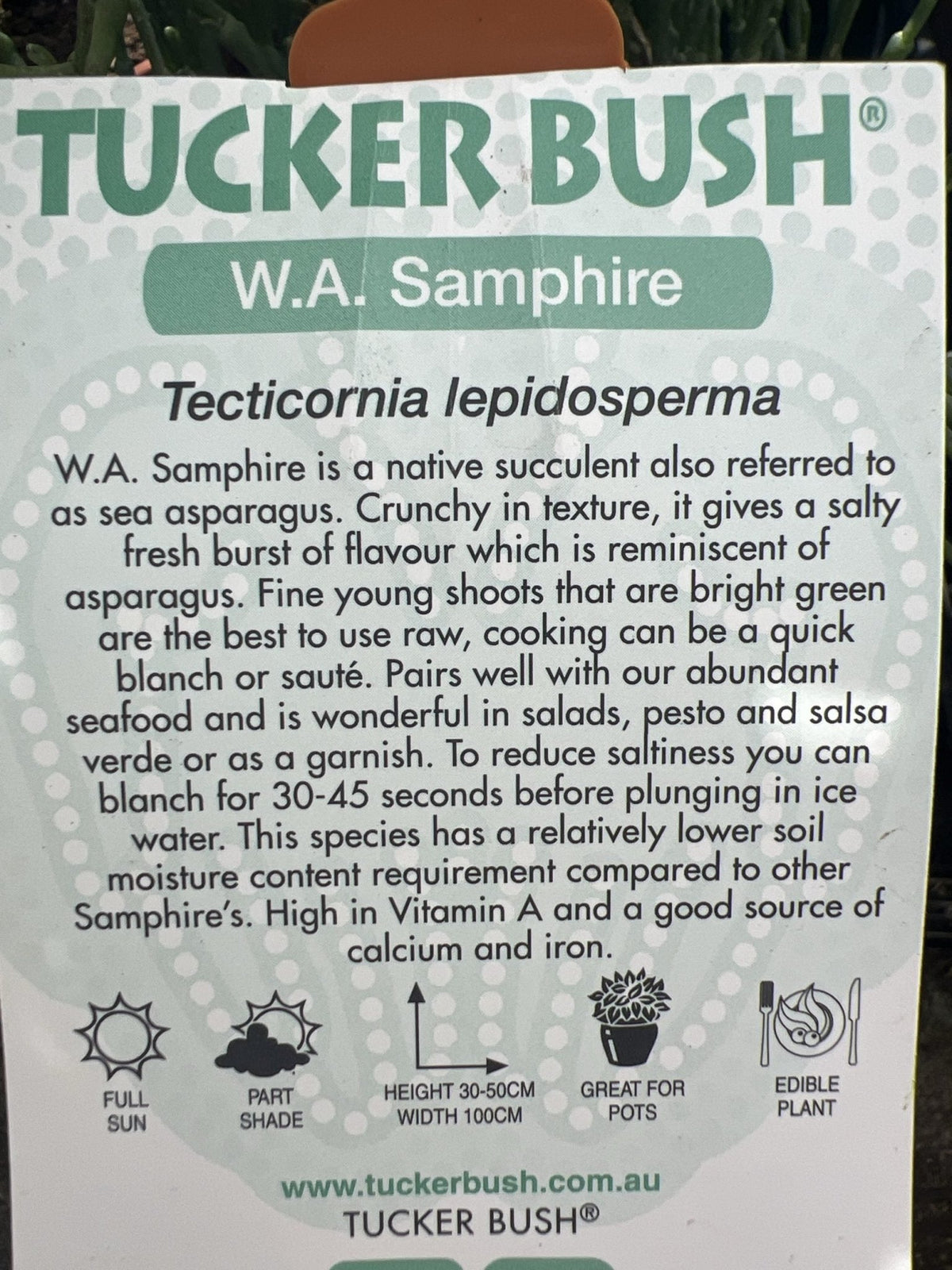 Samohire Tree Tucker bush WA Samphire Fruit Tree – Buy Now! – Ladybird Nursery