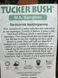 Tucker bush WA Samphire (tecticornia lepidosperma)